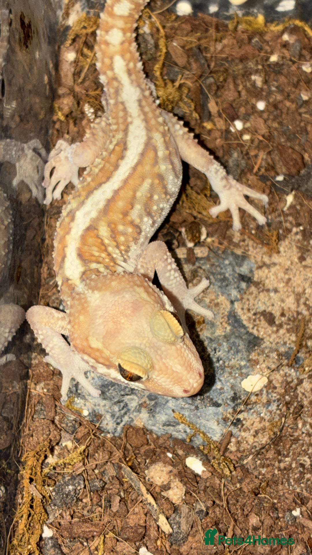Gecko reptiles for sale: Juvenile Paroedura Pictus Geckos - Advert 1