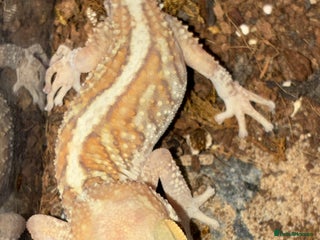 Gecko reptiles Juvenile Paroedura Pictus Geckos - Advert 2