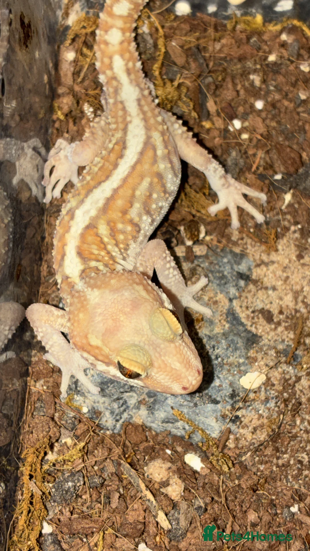 Gecko reptiles for sale: Juvenile Paroedura Pictus Geckos - Advert 1