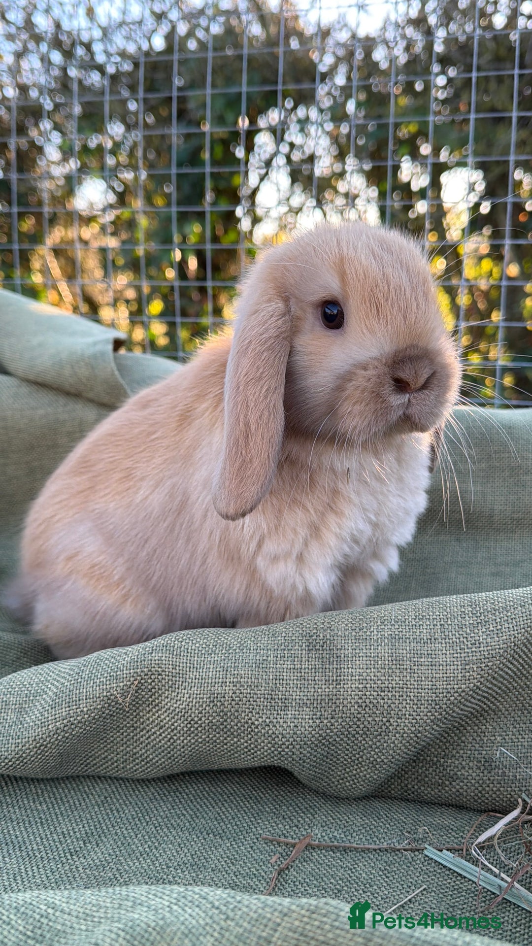 Mini Lop rabbits for sale: Mini Lop bunnies  - Advert 25