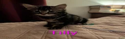 Domestic Shorthair cats for sale: READY TO LEAVE NOW🩵🩷 - Advert 13