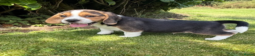 Beagle Puppy 1