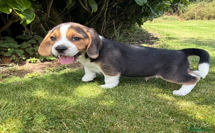 Beagle dogs - Advert 1