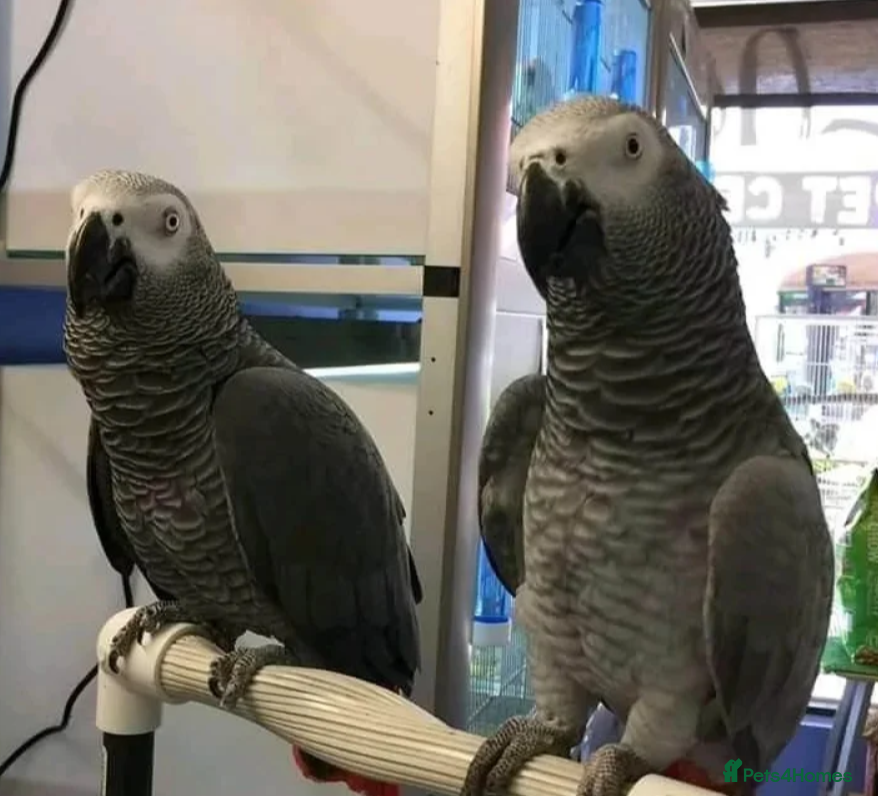 Parrots birds Congo african gray parrots for sale  - Advert 7