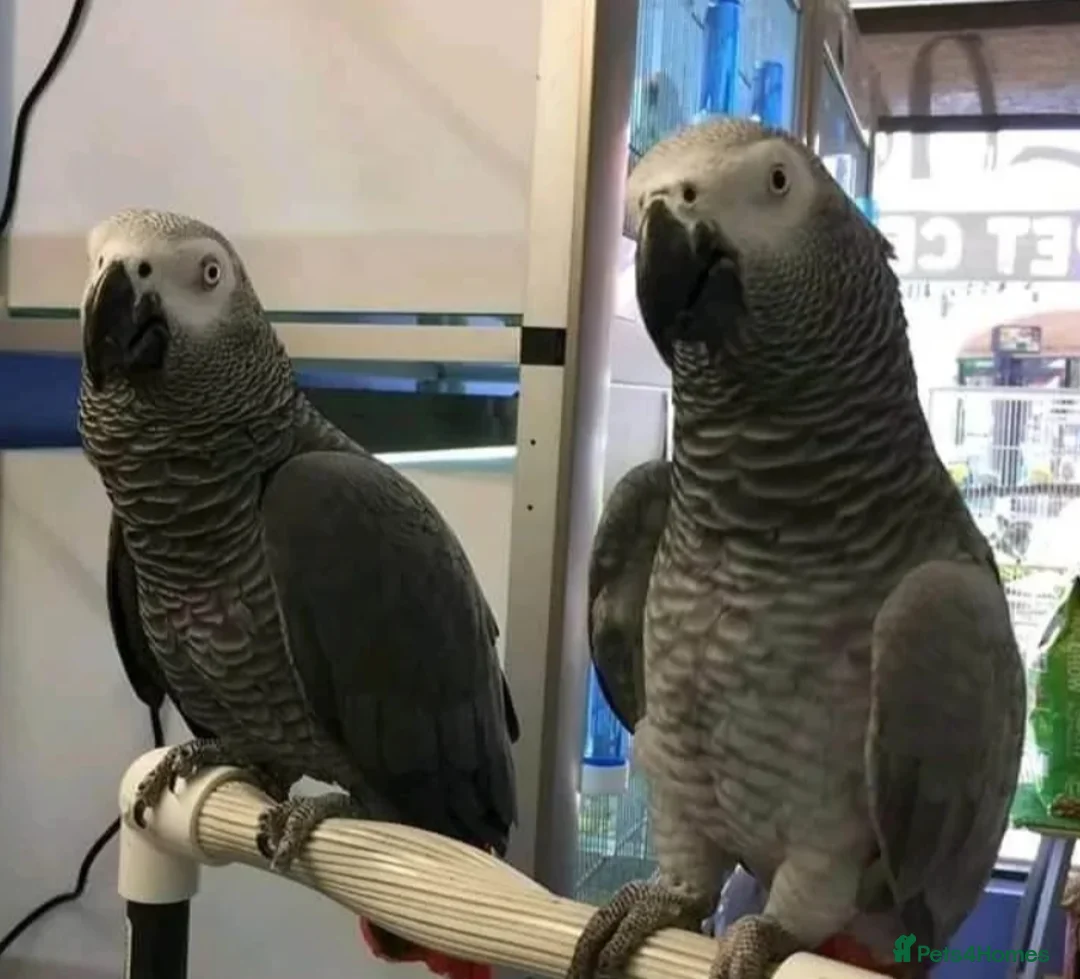 Parrots birds for sale: Congo african gray parrots for sale  - Advert 1