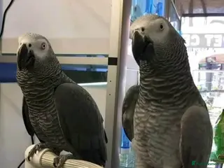 Parrots birds Congo african gray parrots for sale - Advert 7