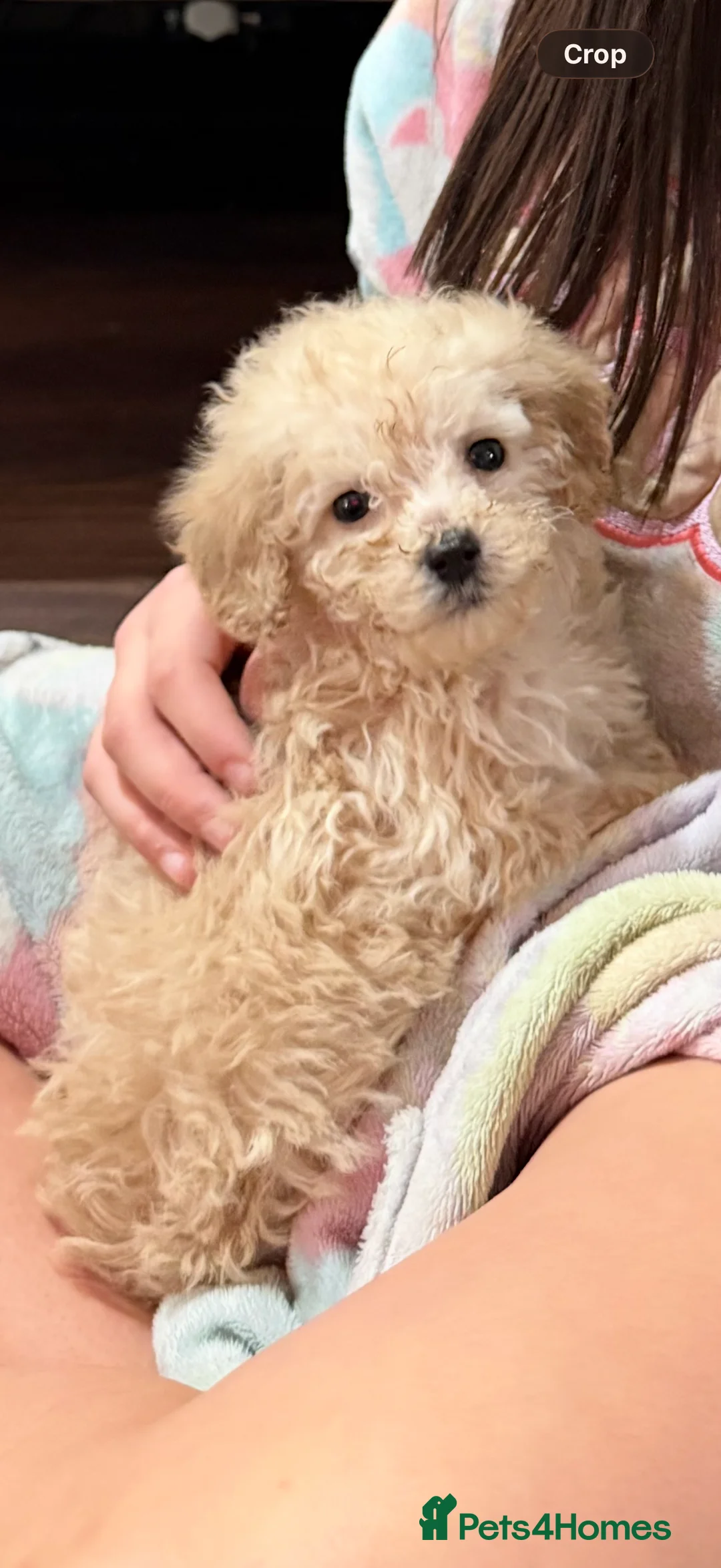 Mixed Breed dogs for sale: Toy poodle mixed - Advert 2