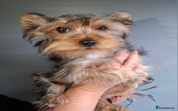 Yorkshire Terrier dogs for sale: Beautiful Toy Yorkshire Terrier puppies - Image 9