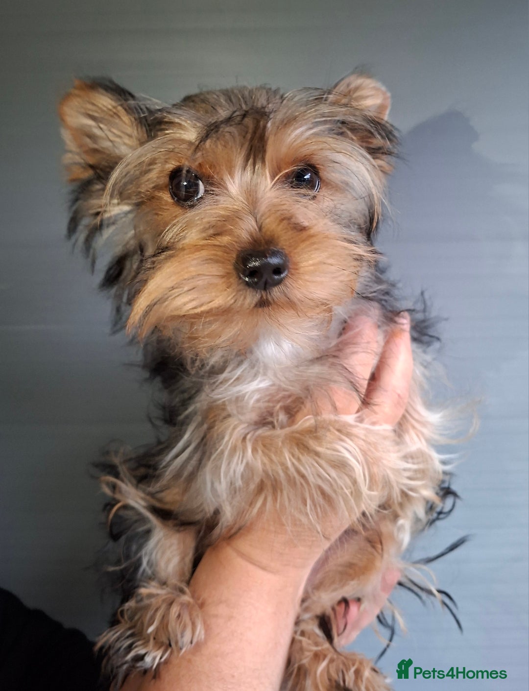 Yorkshire Terrier dogs for sale: Beautiful Toy Yorkshire Terrier puppies - Image 9