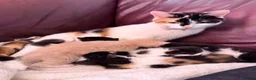 Mixed Breed cats for sale: Adorable playful kittens  - Advert 8