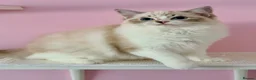 Ragdoll cats for sale: 💠🐈 TICA REG 🌟 EUROPEAN RAGDOLL KITTENS 🐈💠 - Advert 10