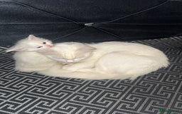 Turkish Angora cats for sale: Turkish angora  - Image 4