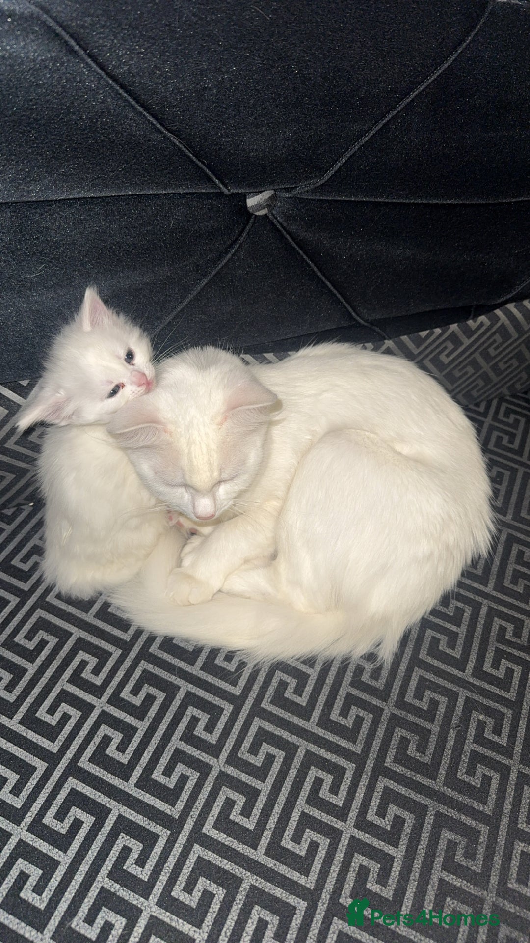 Turkish Angora cats for sale: Turkish angora  - Image 4