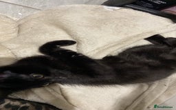 American Shorthair cats for sale: Dahlia- 8 Week Old American Shorthair Kitten - Image 7