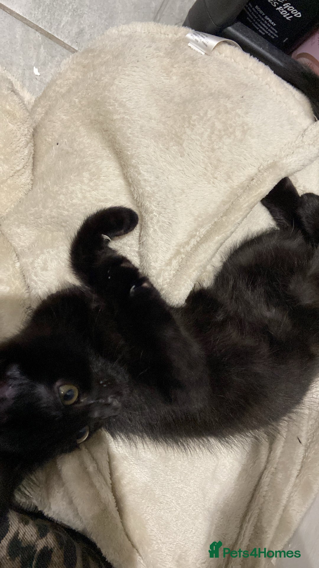 American Shorthair cats for sale: Dahlia- 8 Week Old American Shorthair Kitten - Image 7