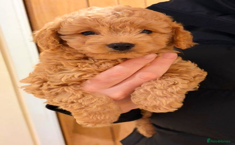 Cavapoo dogs - Advert 6