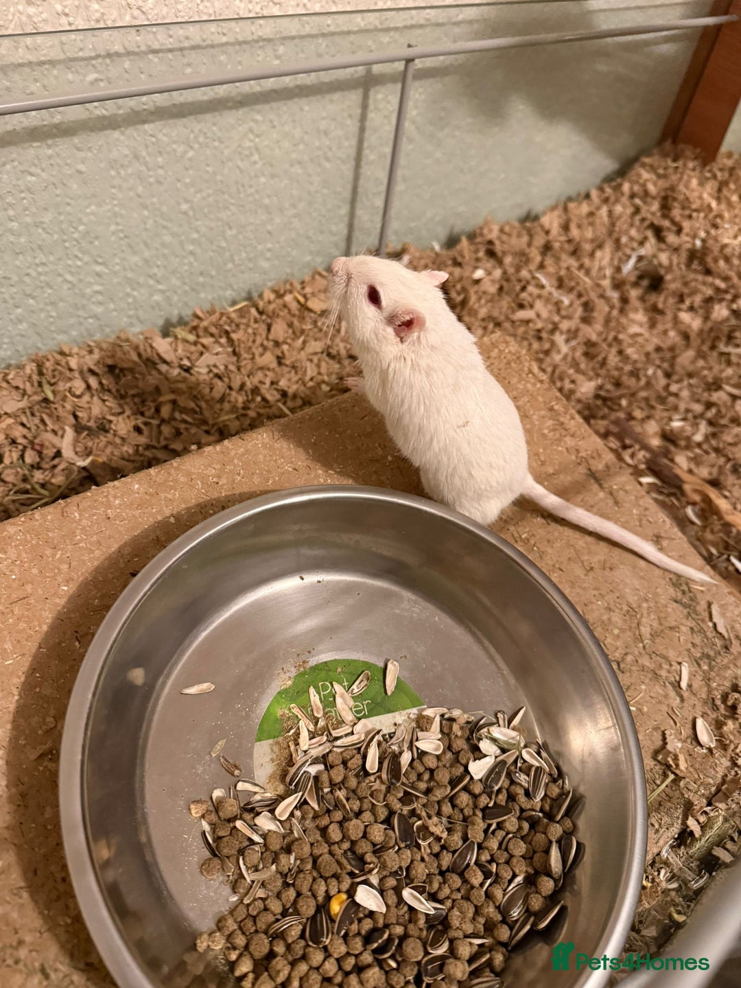 Gerbil rodents for sale: 2x boy gerbils inc all accessories  - Advert 7