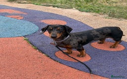 Miniature Dachshund dogs for stud: Bruno The Silver dapple - Image 6