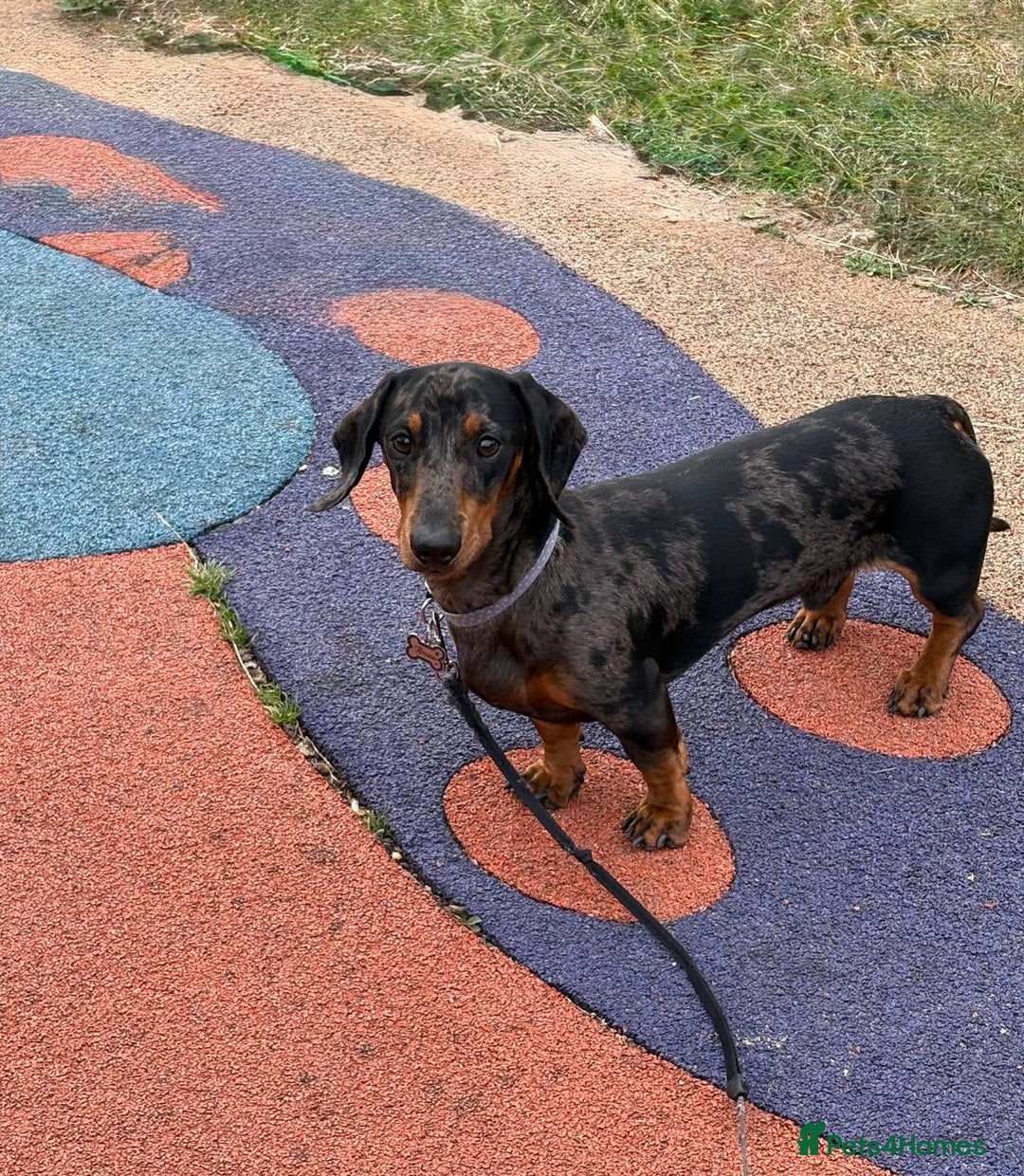 Miniature Dachshund dogs for stud: Bruno The Silver dapple - Image 6