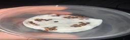 Stick Insects invertebrates for sale: Tirachoidea jianfenglingensis EGGS - Advert 2