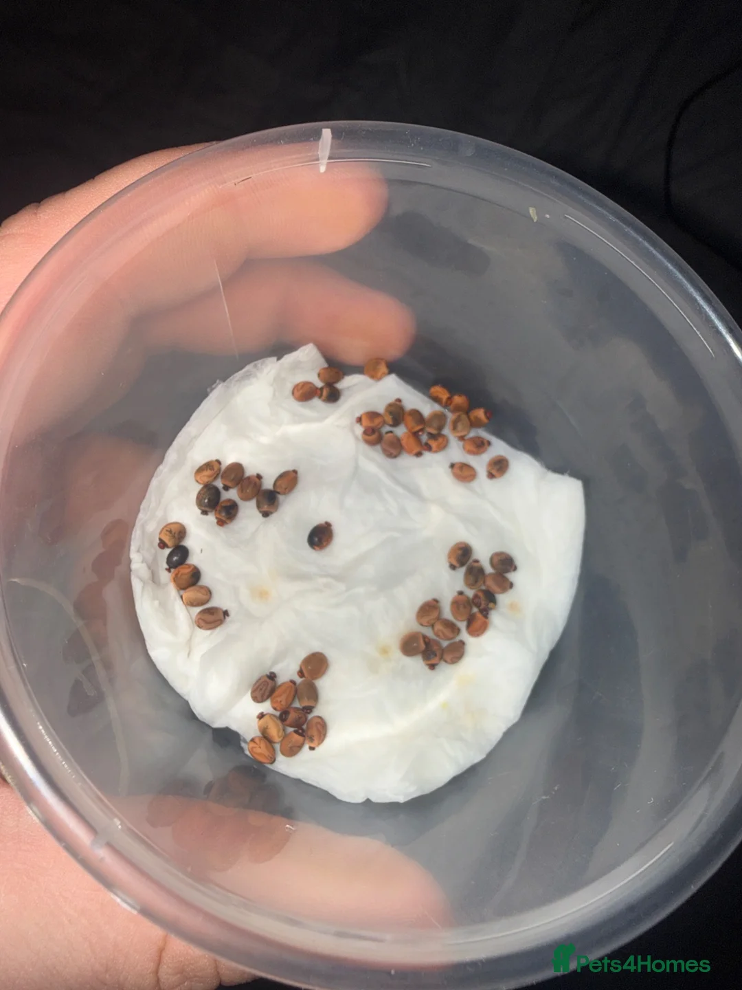 Stick Insects invertebrates for sale: Tirachoidea jianfenglingensis EGGS - Advert 2