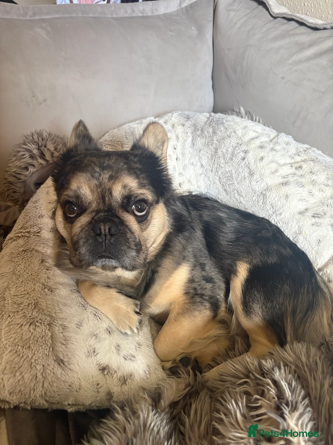 French Bulldog dogs for stud: GIMLI THE GREAT FOR STUD - Advert 9