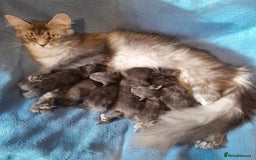Maine Coon cats for sale: TICA 3 pedigree 3 girls 1 boy blue smoke/tabby - Image 15