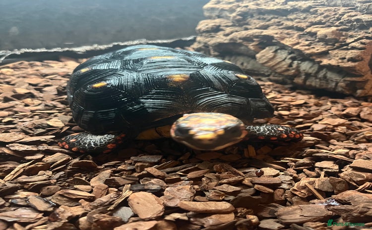 Tortoise reptiles - Advert 1