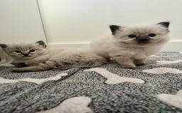Ragdoll cats for sale: Stunning Blue Lynx & Blue Point Ragdoll Kittens  - Image 7