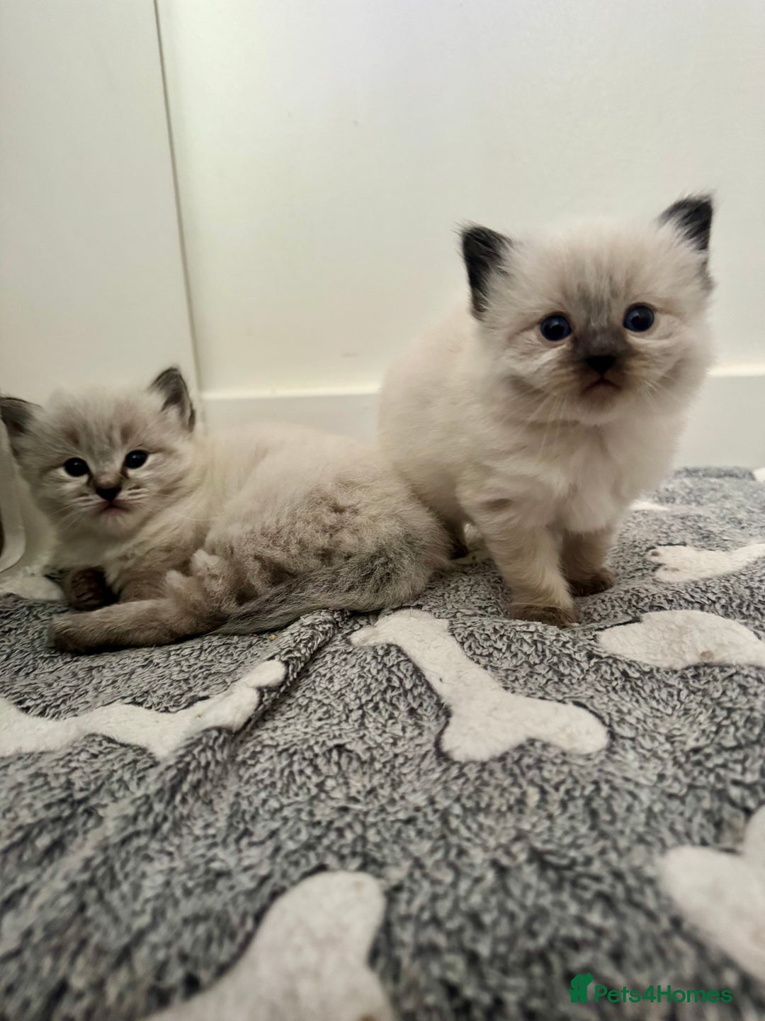 Ragdoll cats for sale: Stunning Blue Lynx & Blue Point Ragdoll Kittens  - Image 7