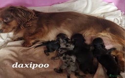 Doxiepoo dogs for sale: Daxipoo  - Image 25