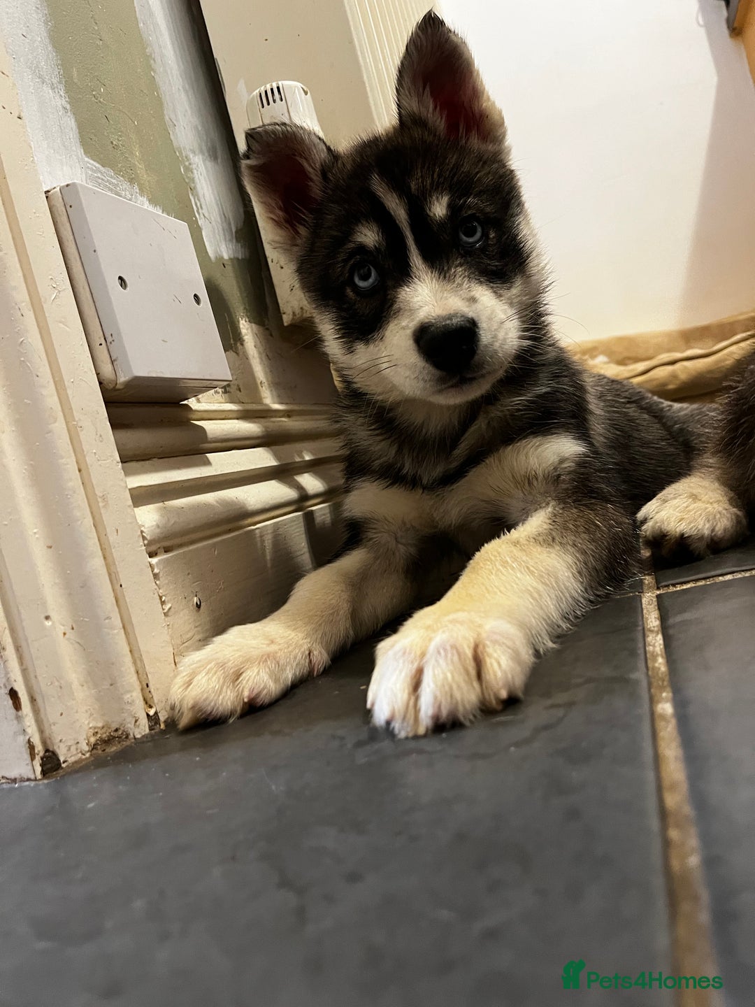 Siberian Husky dogs for sale: Stunning Husky Puppies - Advert 8