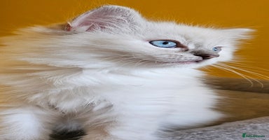 Ragdoll cats - Advert 16