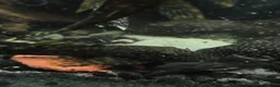 Plecos fish for sale: Baby bristlenose pleco's for sale! in Coalville - Advert 5