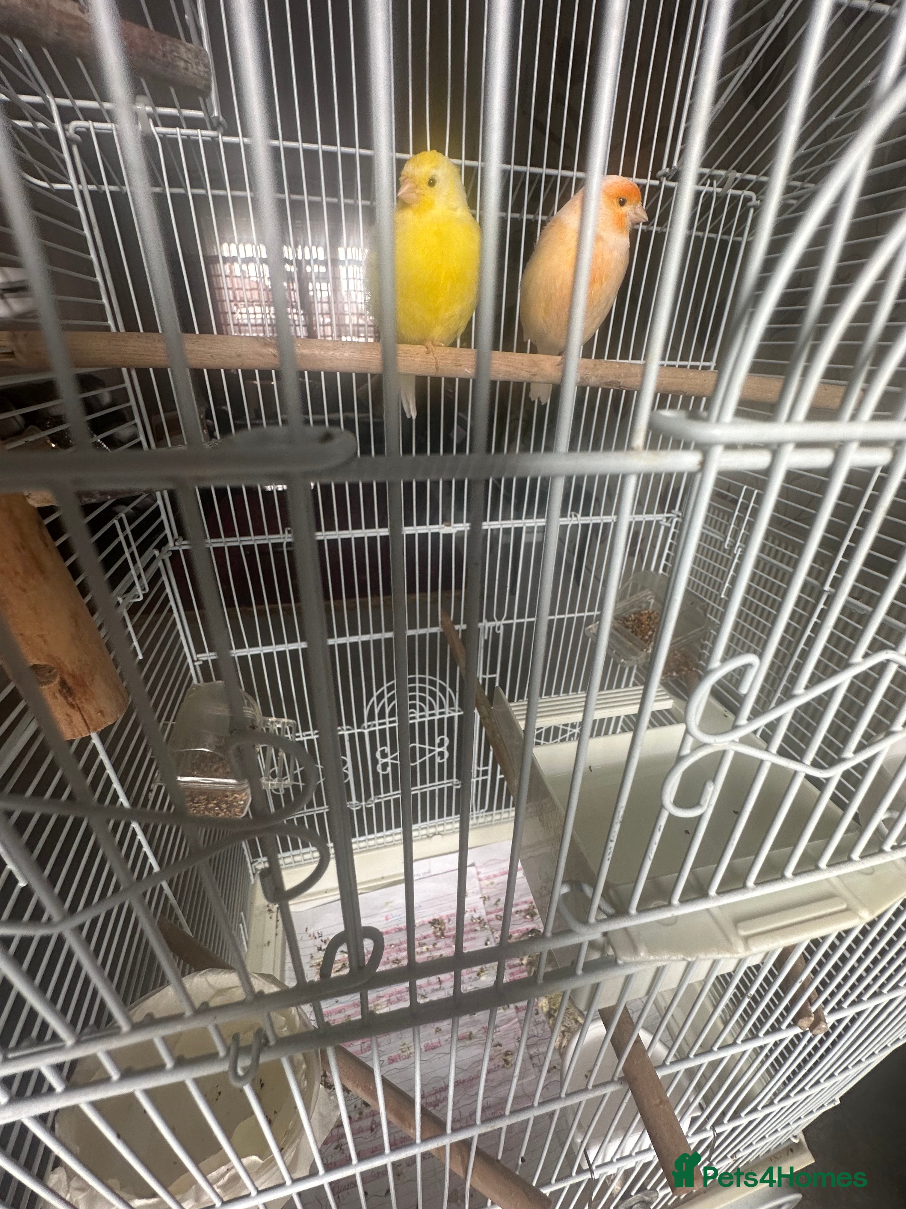 Canaries birds two canaries in pairs  - Advert 9