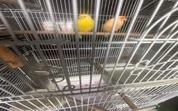 Canaries birds for sale: two canaries in pairs  - Image 1