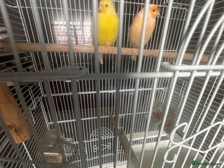 Canaries birds - Advert 1