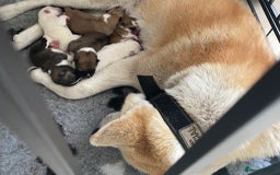 Akita dogs for sale: Akitas  - Image 7