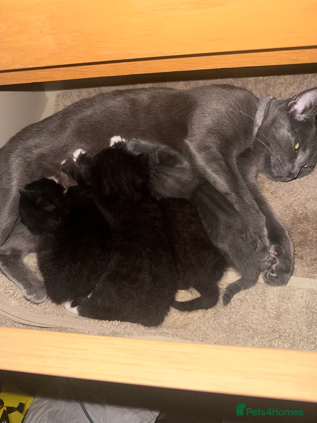 British Shorthair cats for sale: 4 kittens  in Eastleigh - Advert 2