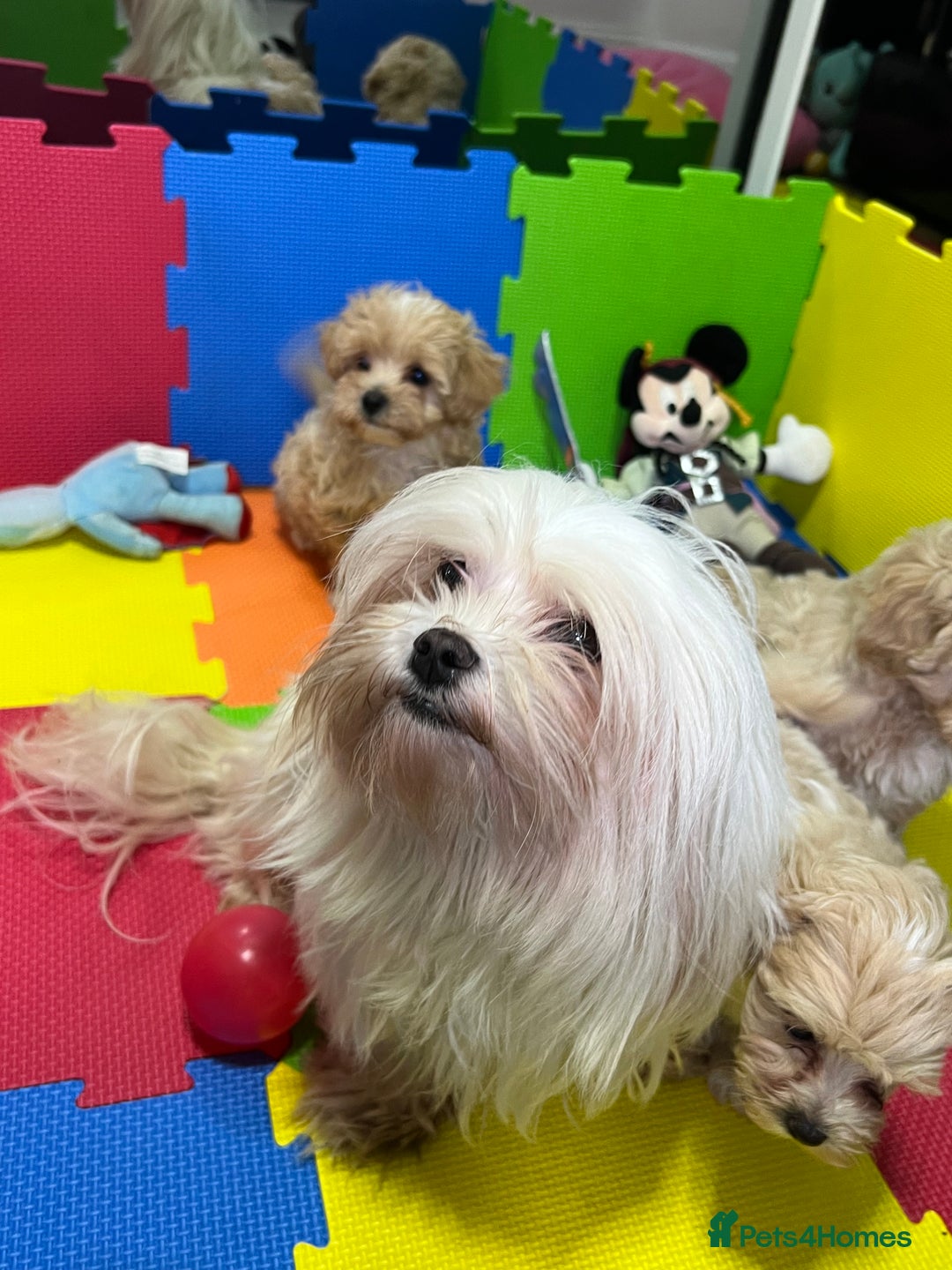 Maltipoo dogs for sale: ❤️3 Maltipoo F1 Babies❤️ - Advert 2