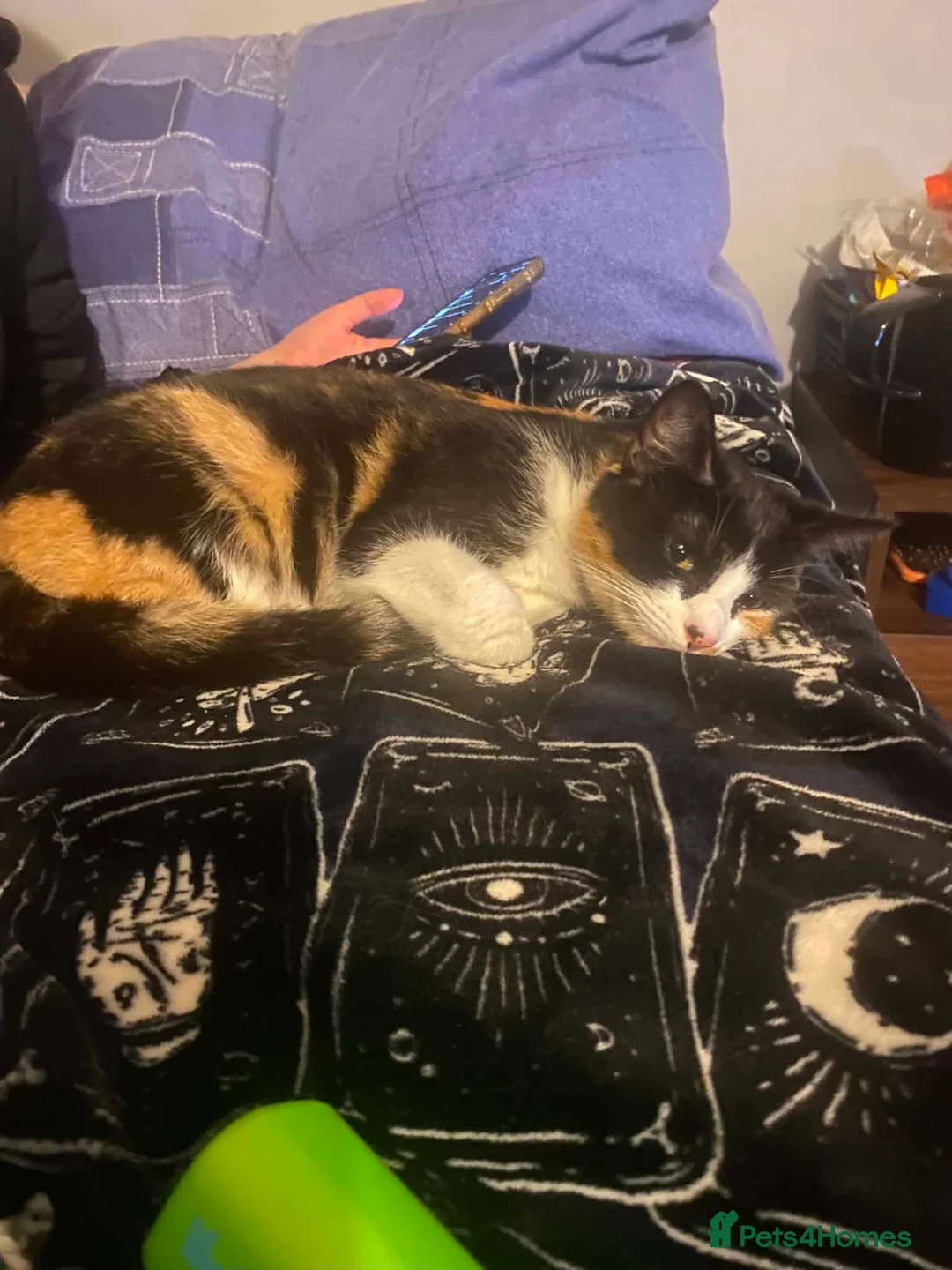 Mixed Breed cats for sale: Girl kitten  in King's Lynn - Advert 1