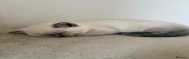 British Shorthair 5
