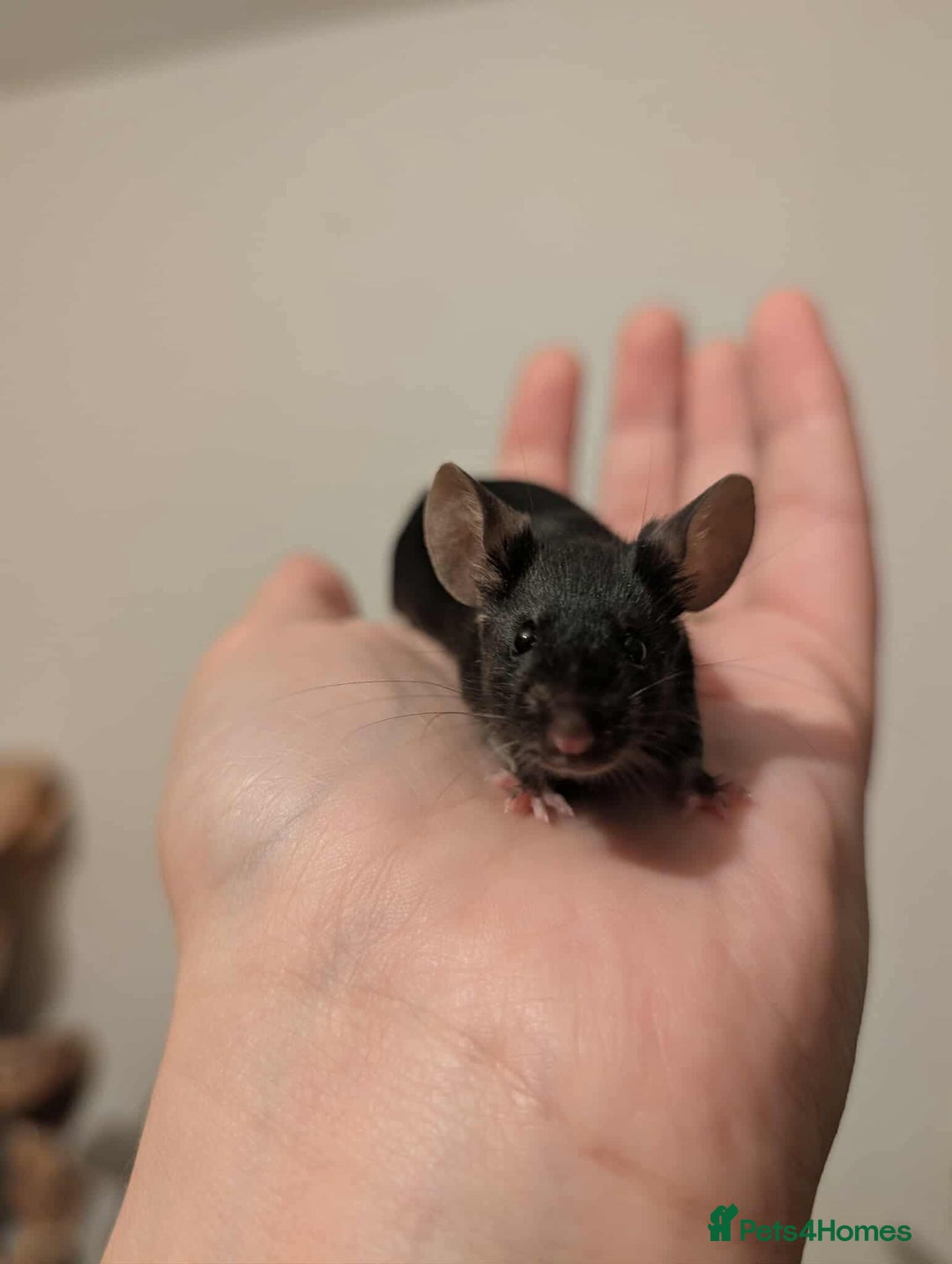 Mouse rodents for sale: 6 Beautiful Young Female Mice - Image 3