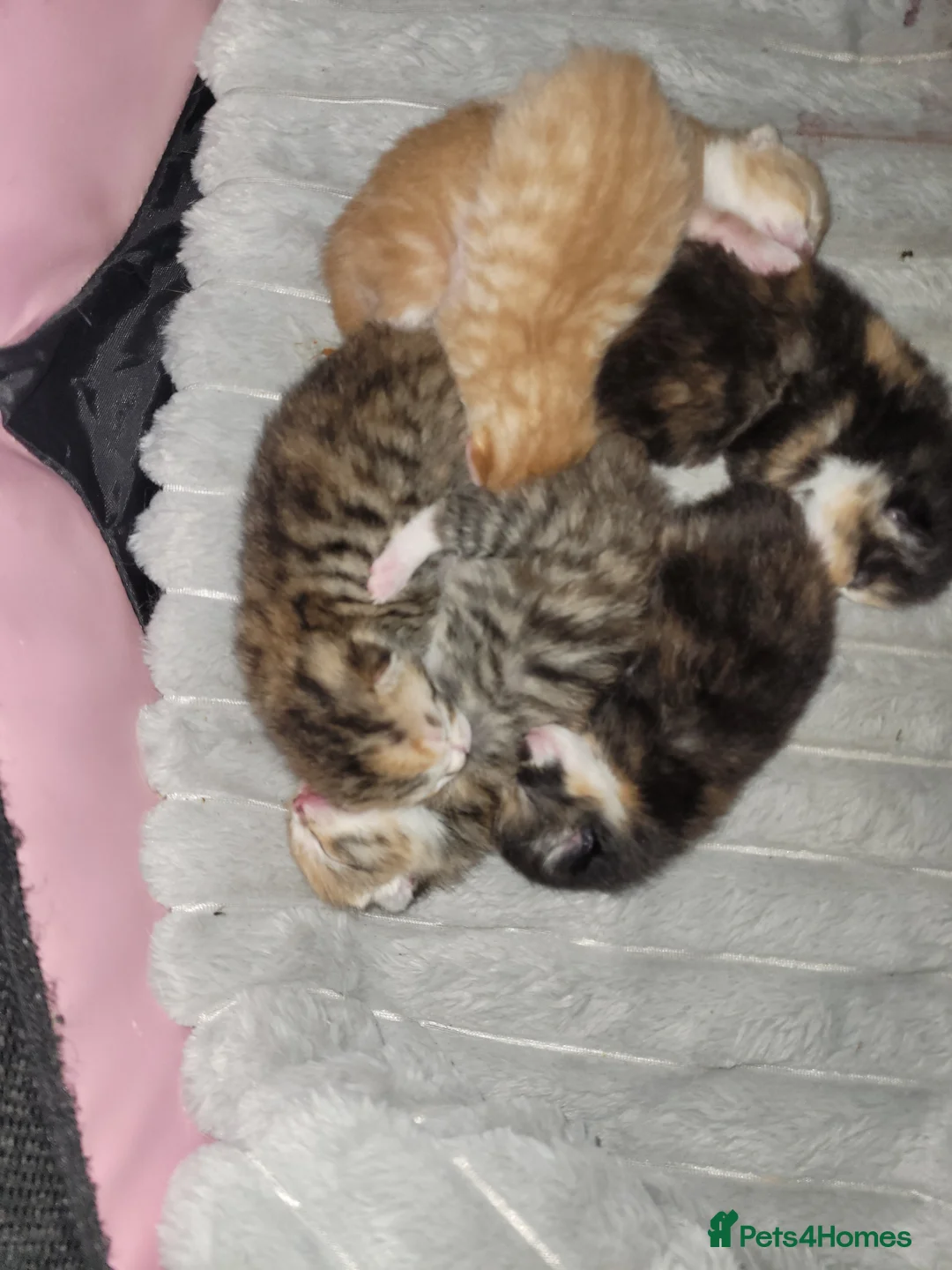 Mixed Breed cats for sale: 6 beautiful kittens  - Advert 3