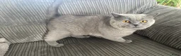 British Shorthair cats for sale: 3 year old boy looking for home - Advert 1