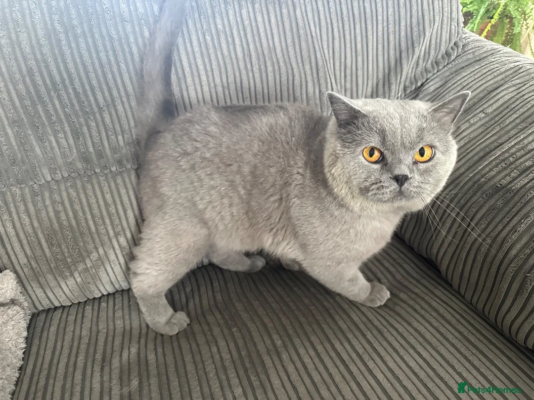 British Shorthair cats for sale: 3 year old boy looking for home - Advert 1