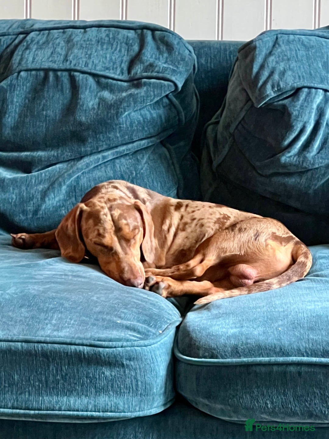 Dachshund dogs for stud: Extremely Handsome Dapple Dachshund - Advert 9