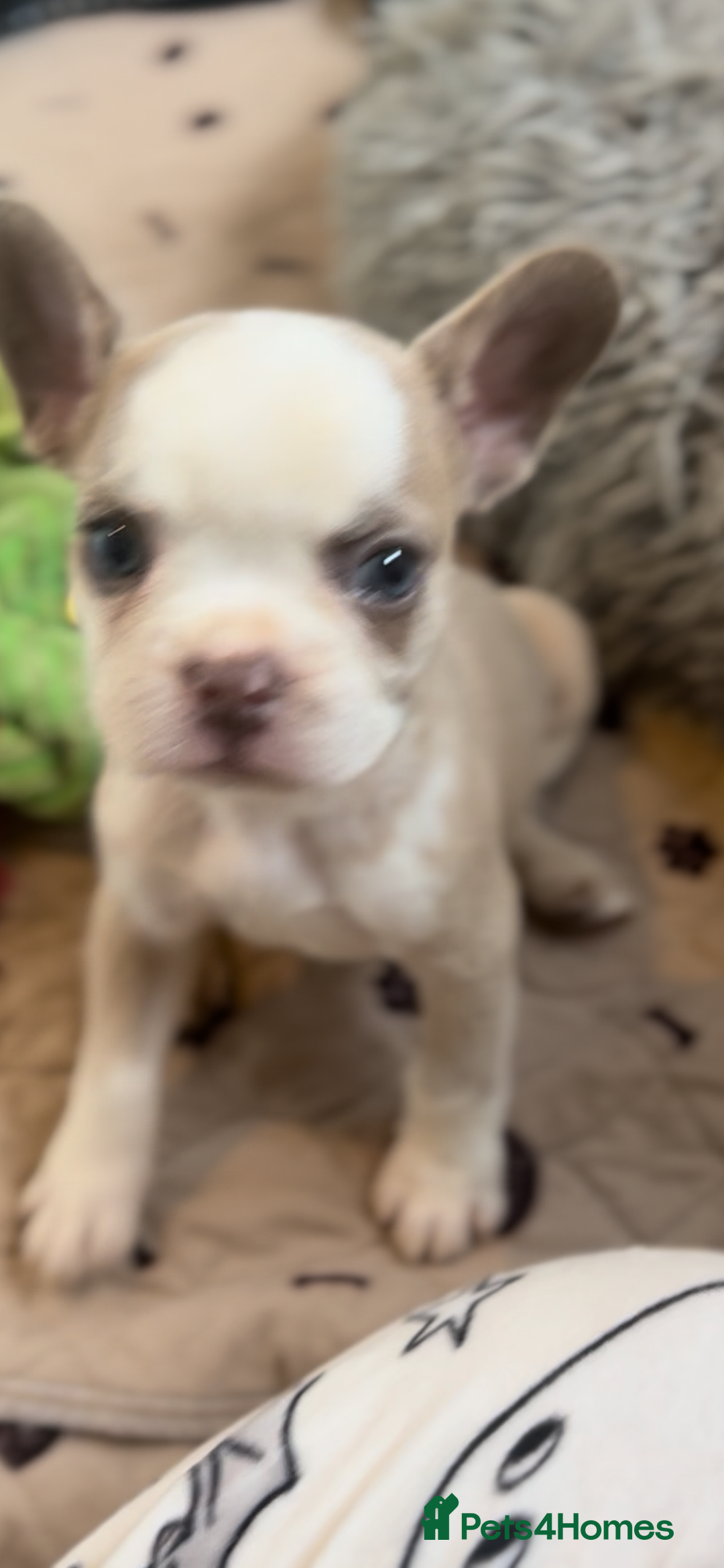 French Bulldog dogs for sale: French Bulldog Puppies READY NOW - Advert 5