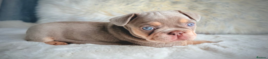 French Bulldog Puppy 7