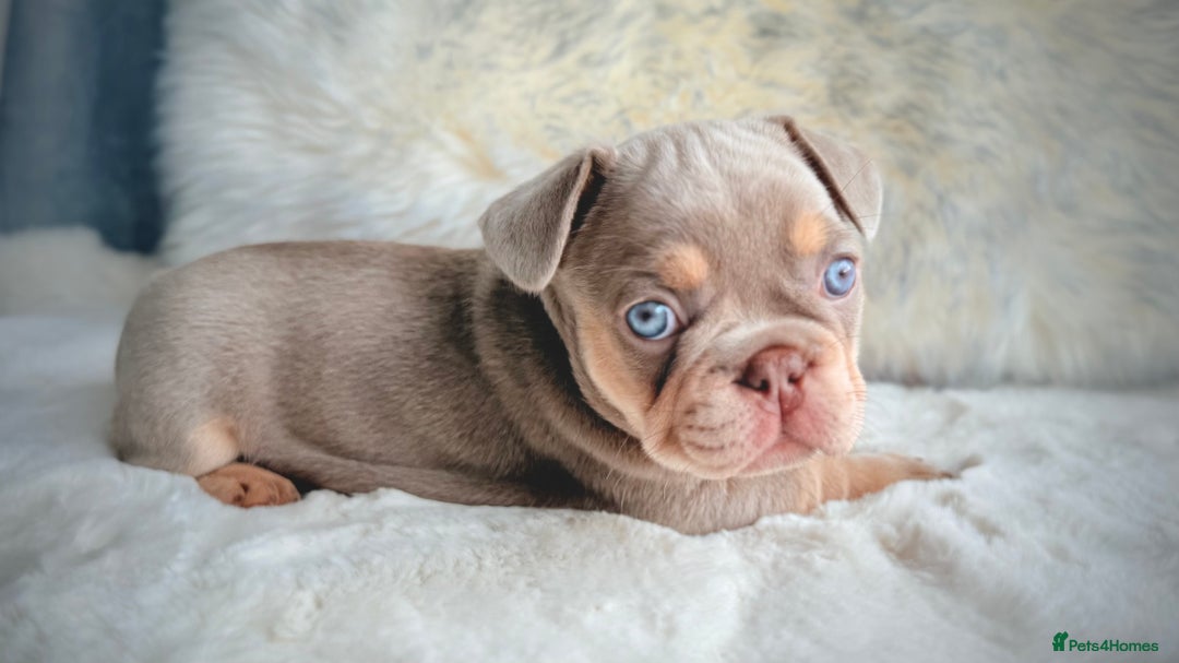 French Bulldog dogs for sale: French Bulldog gorgeous puppies - Image 12